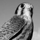 small image of bird, a kestral