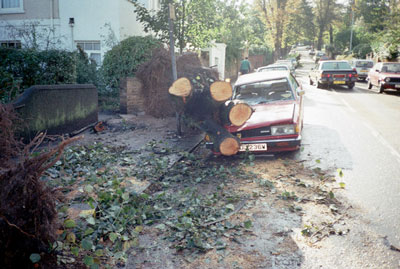 storm damage tree having fallen on car