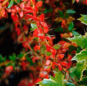 thorny shrub with red leaves