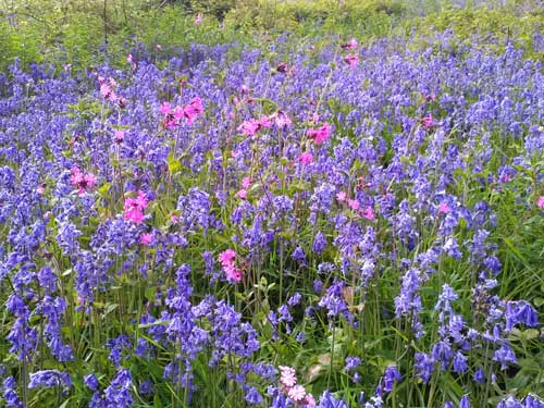 wild flowers pinks and blues with grass