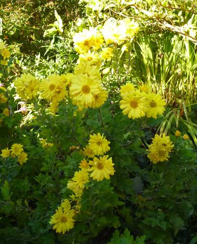 yellow flowers, chrysanthemums