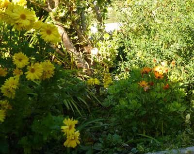 yellow bunches flowers against green background