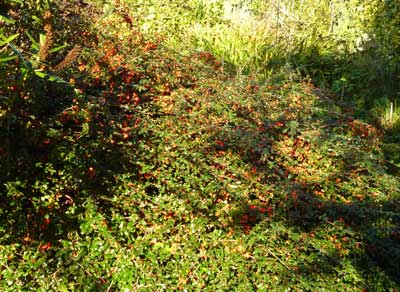 ground cover plant with red berries, cotoneaster
