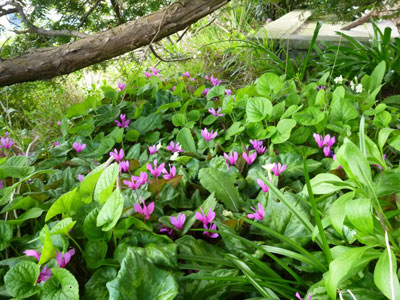 purple flowers with lots of green leaf in shade