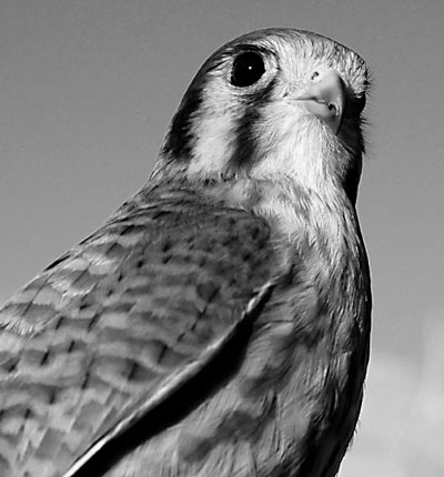 kestral bird looking imperious