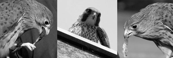 bird, a kestral, triple image of feeding habits