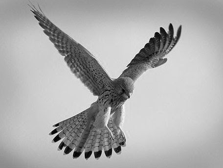 bird, a kestral in flight