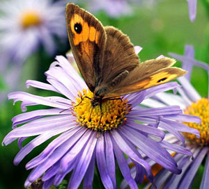 purple michaelmas daisy with butterfly