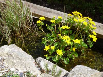 yellow water plants, with pond and rocks