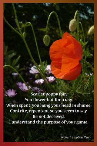 Scarlet Poppy Fair – a flower with a history