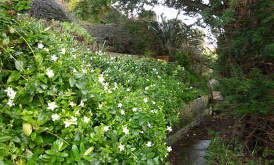 outdoors, drift of periwinkle flowers