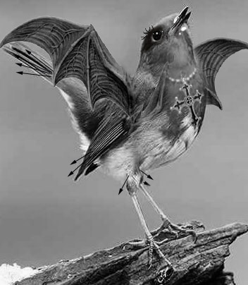 small bird made up in Goth style fashions, a Goth Robin in black