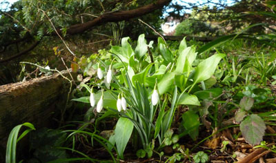 flowers outdoors, snowdrops amid green setting