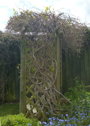 gazebo, trellis with honeysuckle plant, bare