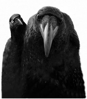 two crows, one looking over the shoulder of the other from behind