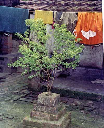 small tree growing in courtyard setting