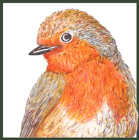 photo of small robin, head raised