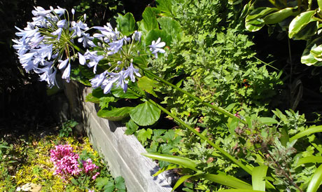 agapanthus flowers against rich foliage