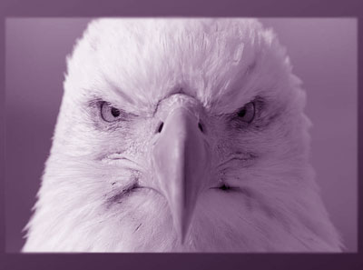 close up of large bird, fierce eagle variety
