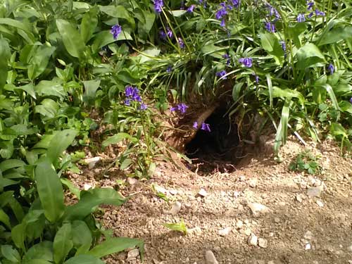 hole in forest floor where creature lives