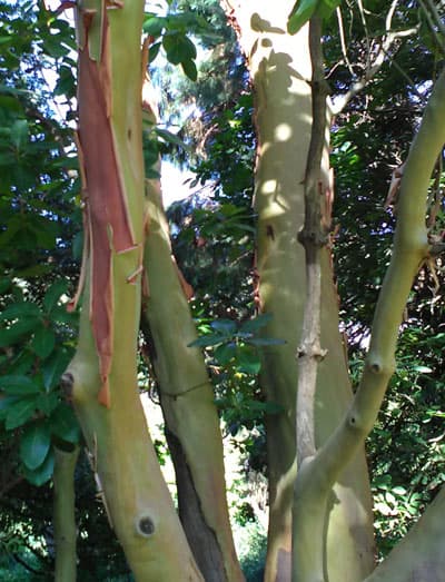 exotic tree trunk with limbs, red and brown peeling bark