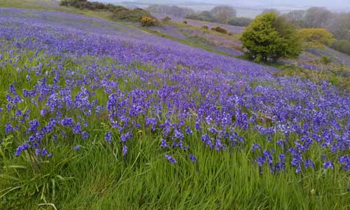 drift of bluebell flowers on hillside