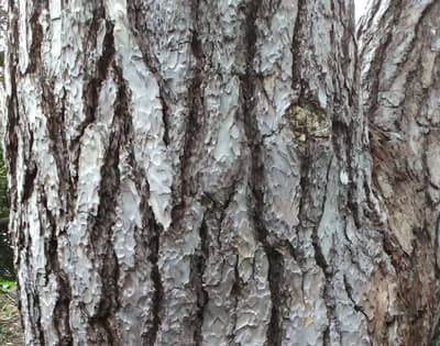 close up of coarse bark on tree