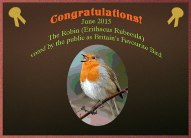 robin singing with text congratulating it on winning award