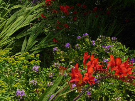 bright red crocosmia flowers against purple hebe