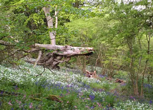 fallen tree in woods looking dragon-like