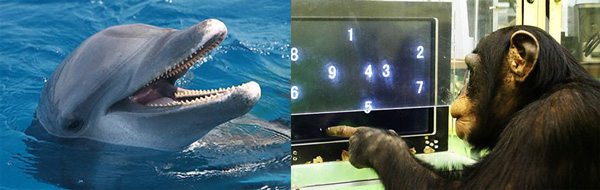 double image shows dolphin and monkey