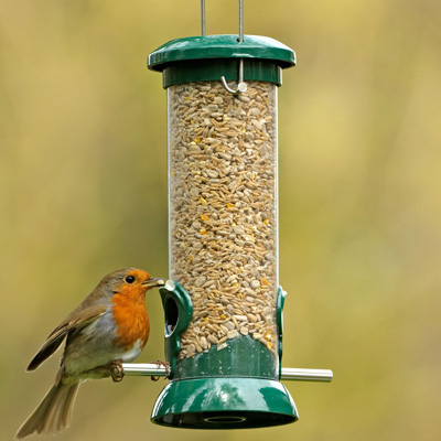 robin feeding on nuts from a suspended feeder