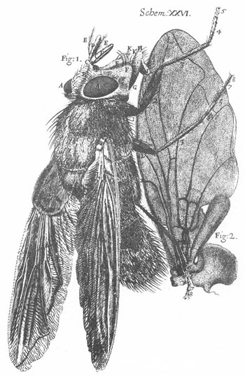 old engraving of microscopic fly