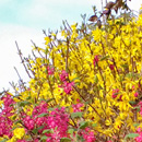 bright yellow flowering shrub with additional red in foregaround
