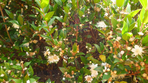 dense undergrowth with small flowers and leaves
