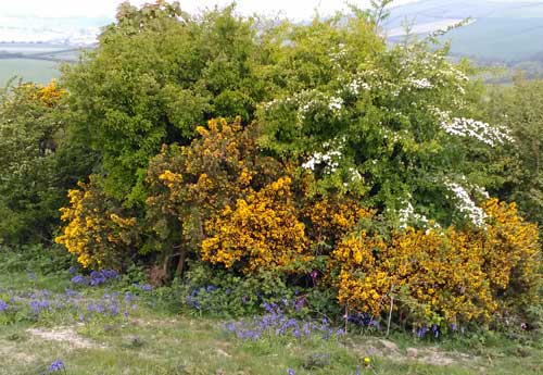 hawthorn and gorse bushes