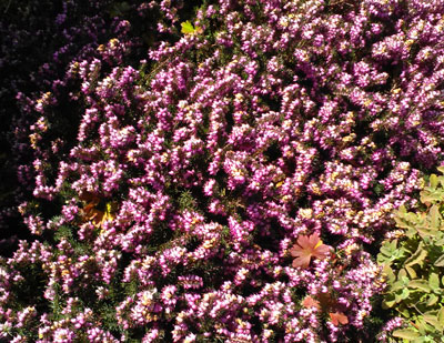 purple heather flowers