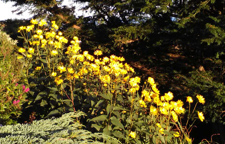 a drift of bright yellow flowers against dark foliage