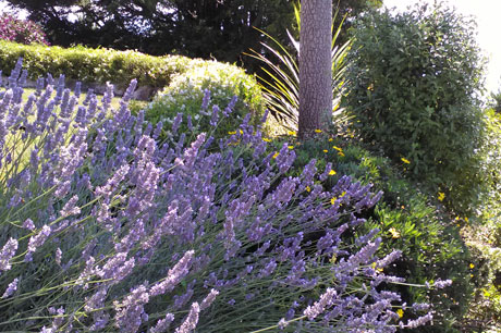 lavender plant with leafy background, sunny day
