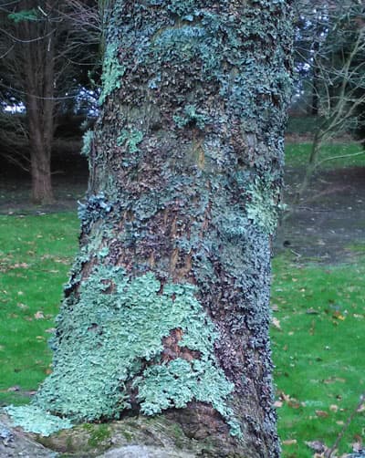 tree bark with thick layer of lichen, green in colour