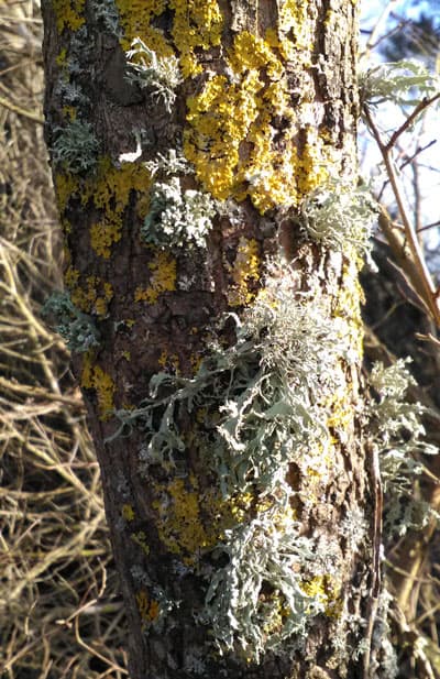 tree trunk covered in golden and white lichen