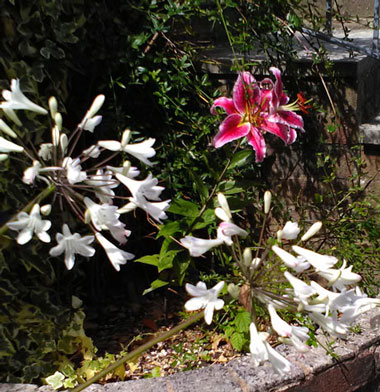 red lily in raised bed