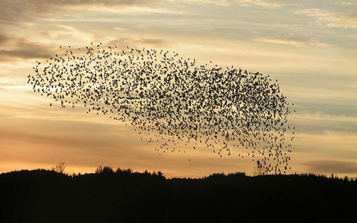 flock of birds, probably starlings in sky at dusk