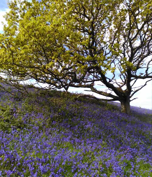 bluebells in shade beneath oak tree coming into leaf