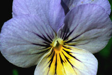 colourful pansy flower close up