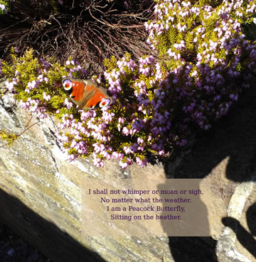 a butterfly resting on heather with text message below