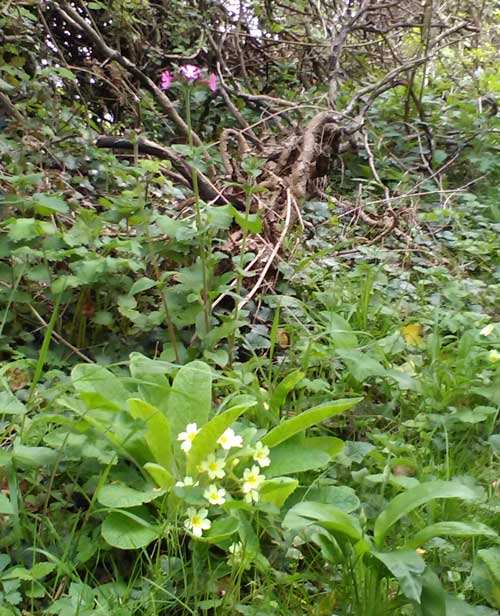 pale yellow primrose in wooded area