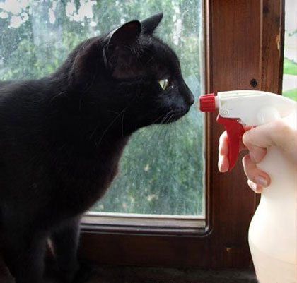 black cat with nose to water spray