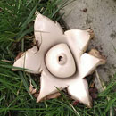pale mushroom in form of star