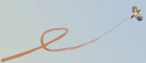 robin flying off to right hand side with vapour trail behind